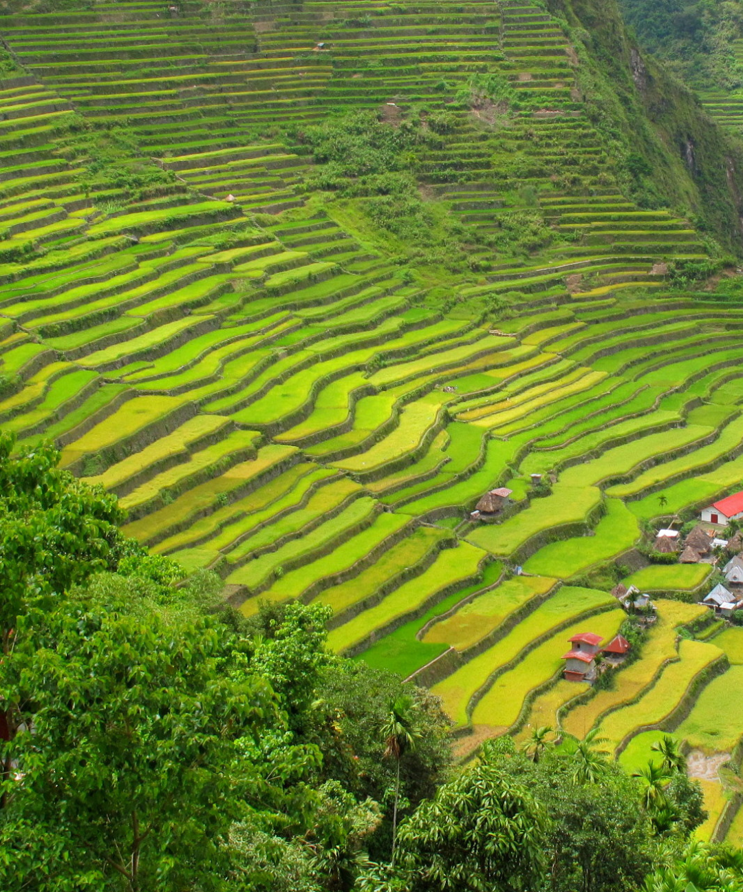 Banaue rice terraces